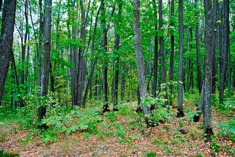 Дьяковский лес